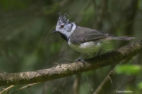 European crested tit