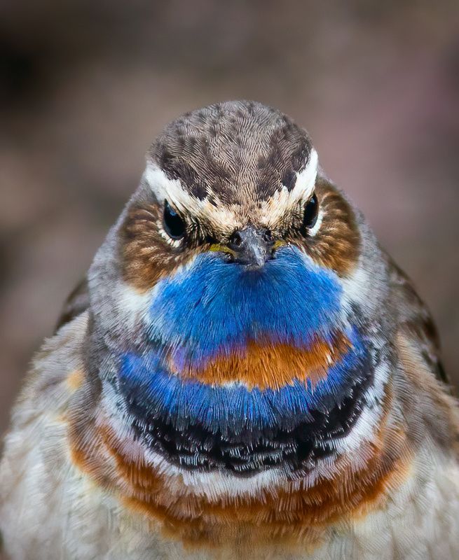 печора,север,птицы,весна,анималистика,варакушка,красота,лес,закат,pechora, north, birds, spring, animalistics,  forest, sunset Портрет фото превью