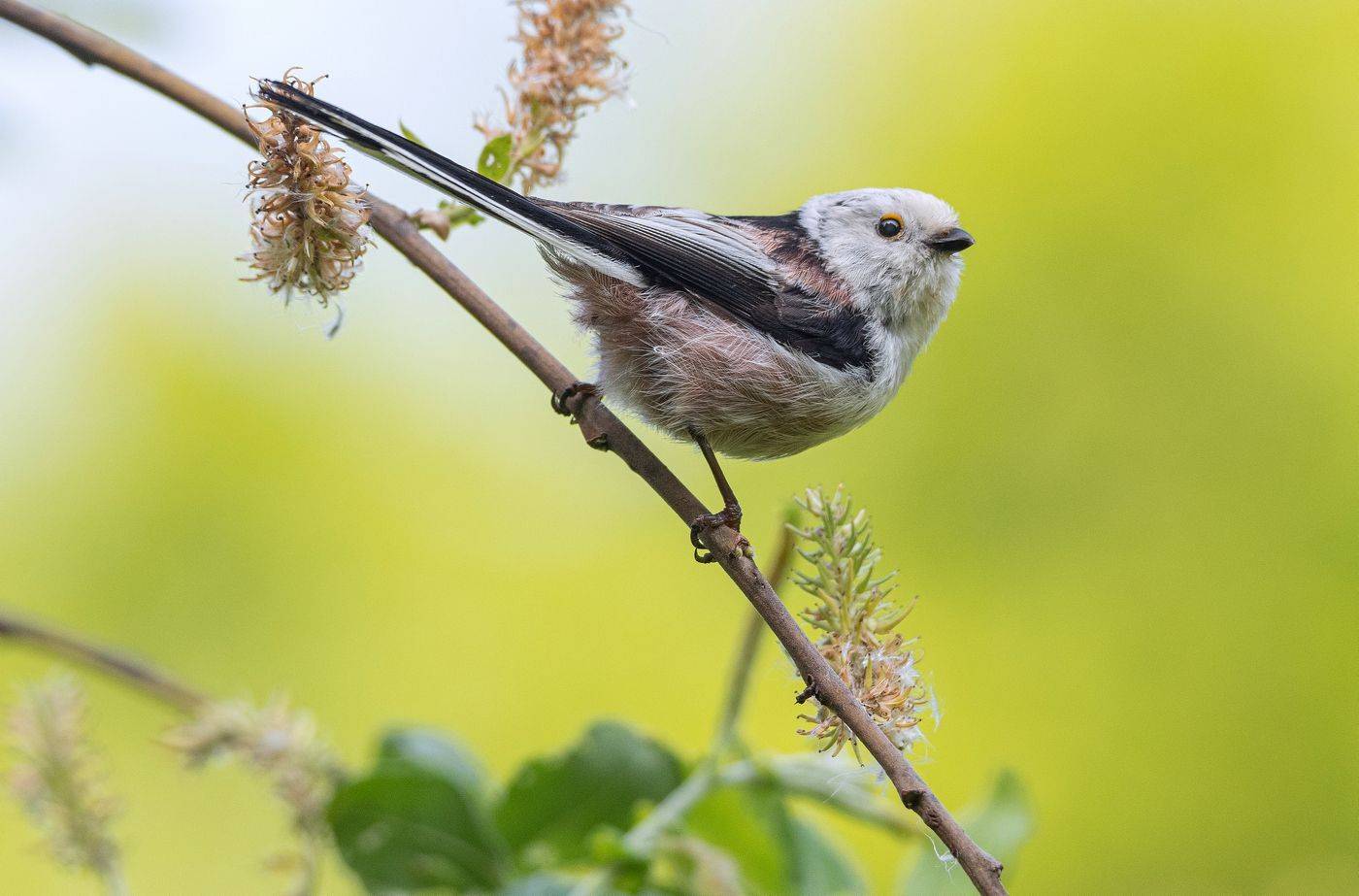 птица длиннохвостая синица ополовник, Руслан Сигушин