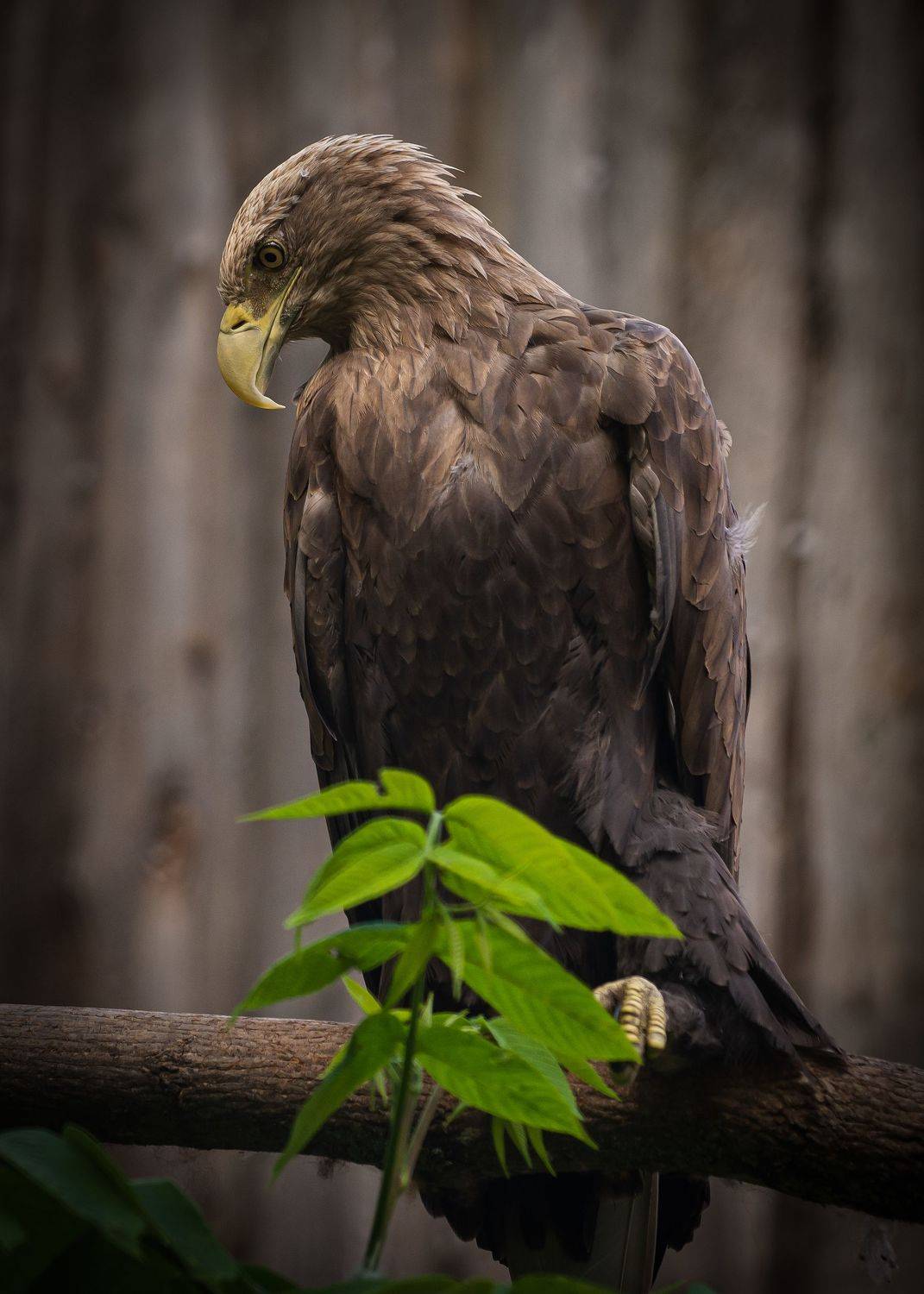 , Алексей Козлов