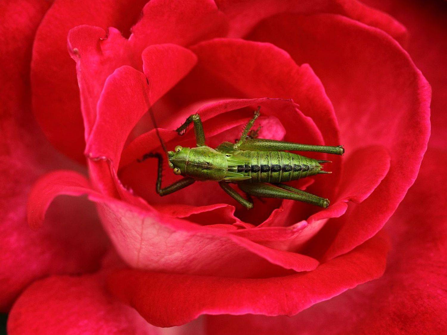 , Сергей Фудиненко