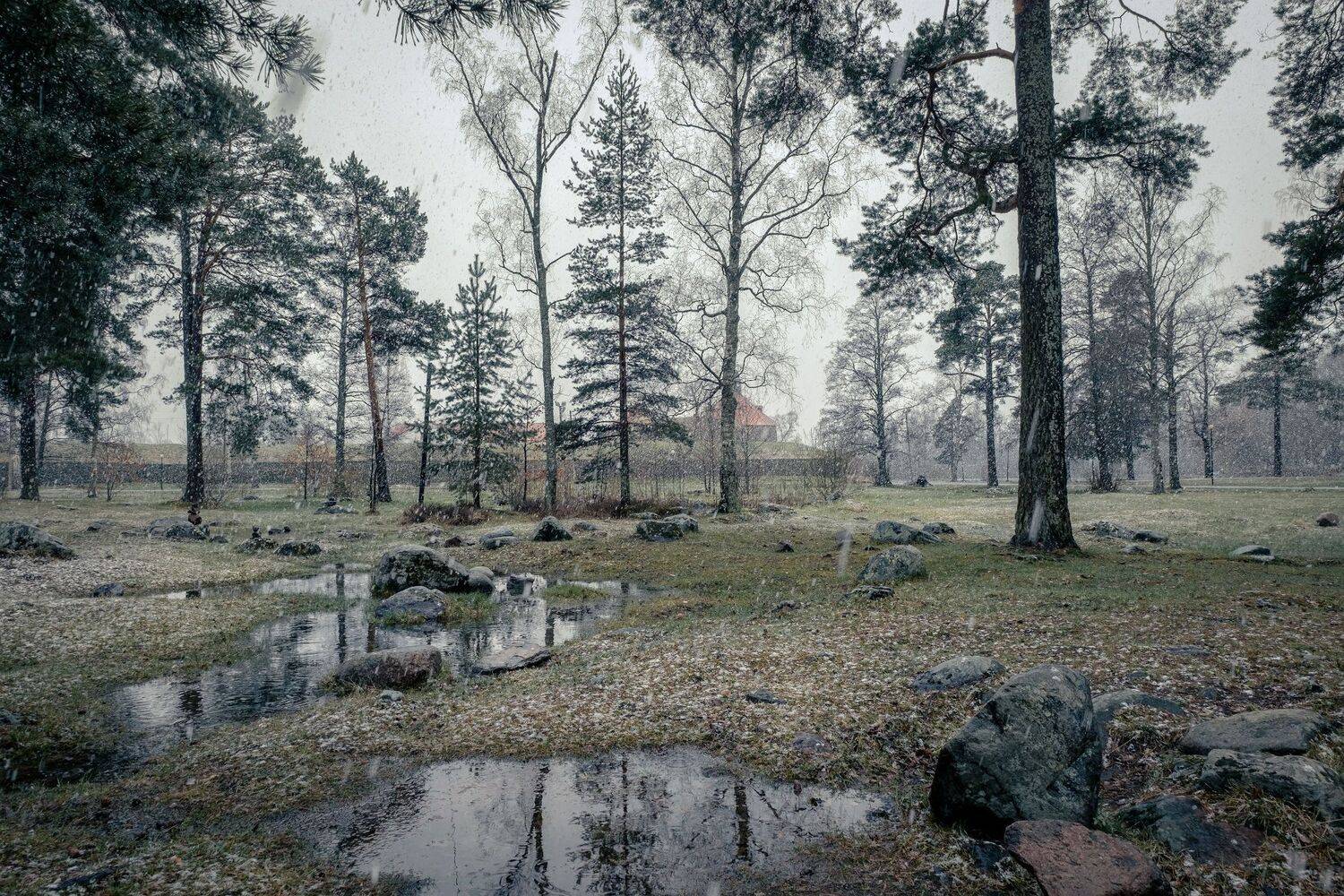 приозерск, корела, крепость, снег, деревья, лужа, камни, пейзаж, природа, Андрей Чиж