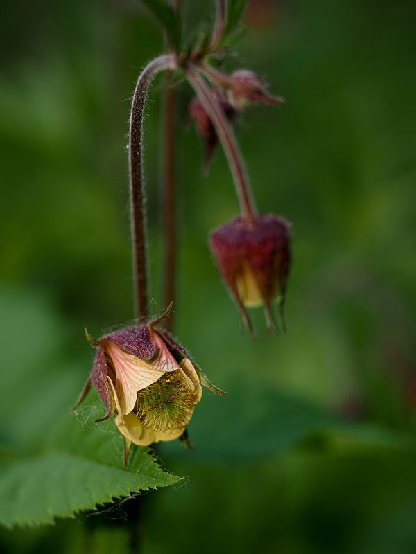 гравилат речной фото превью