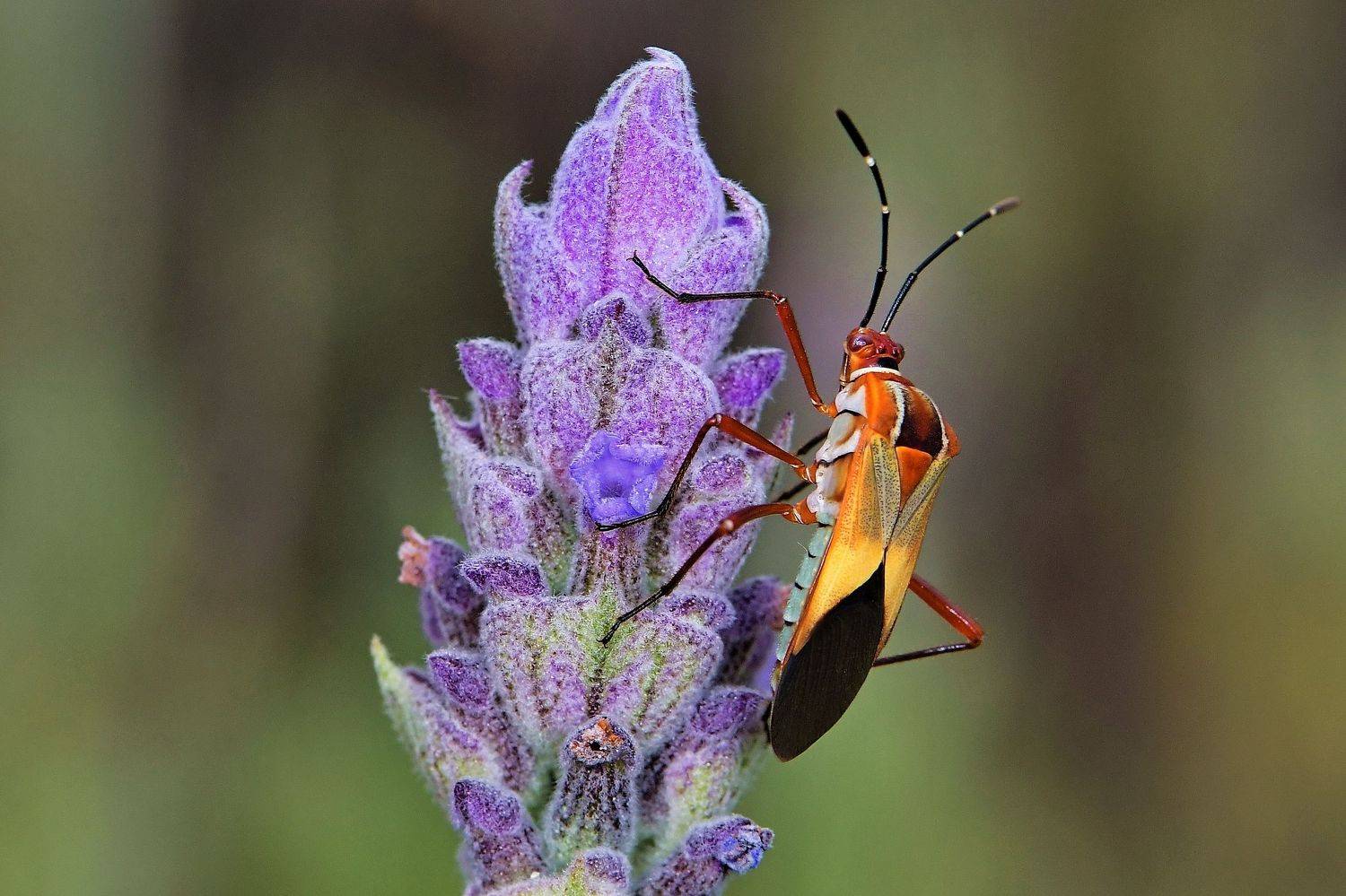 percevejo, denis moura, mogi das cruzes, brasil, Moura Denis