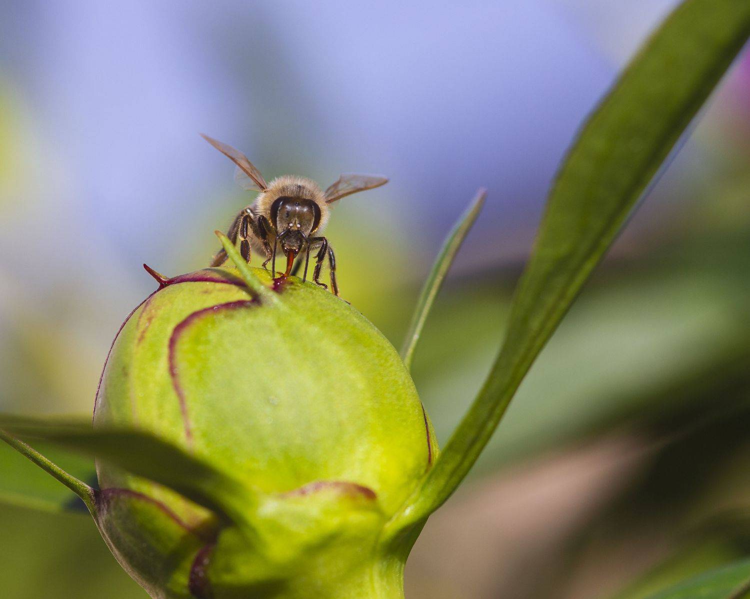 макро, природа, насекомые, пчелы, пион, бутон пиона, лето, Александр Кожухов