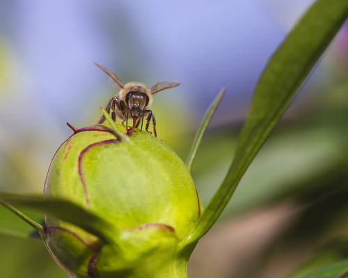 Сладкий сок пиона
