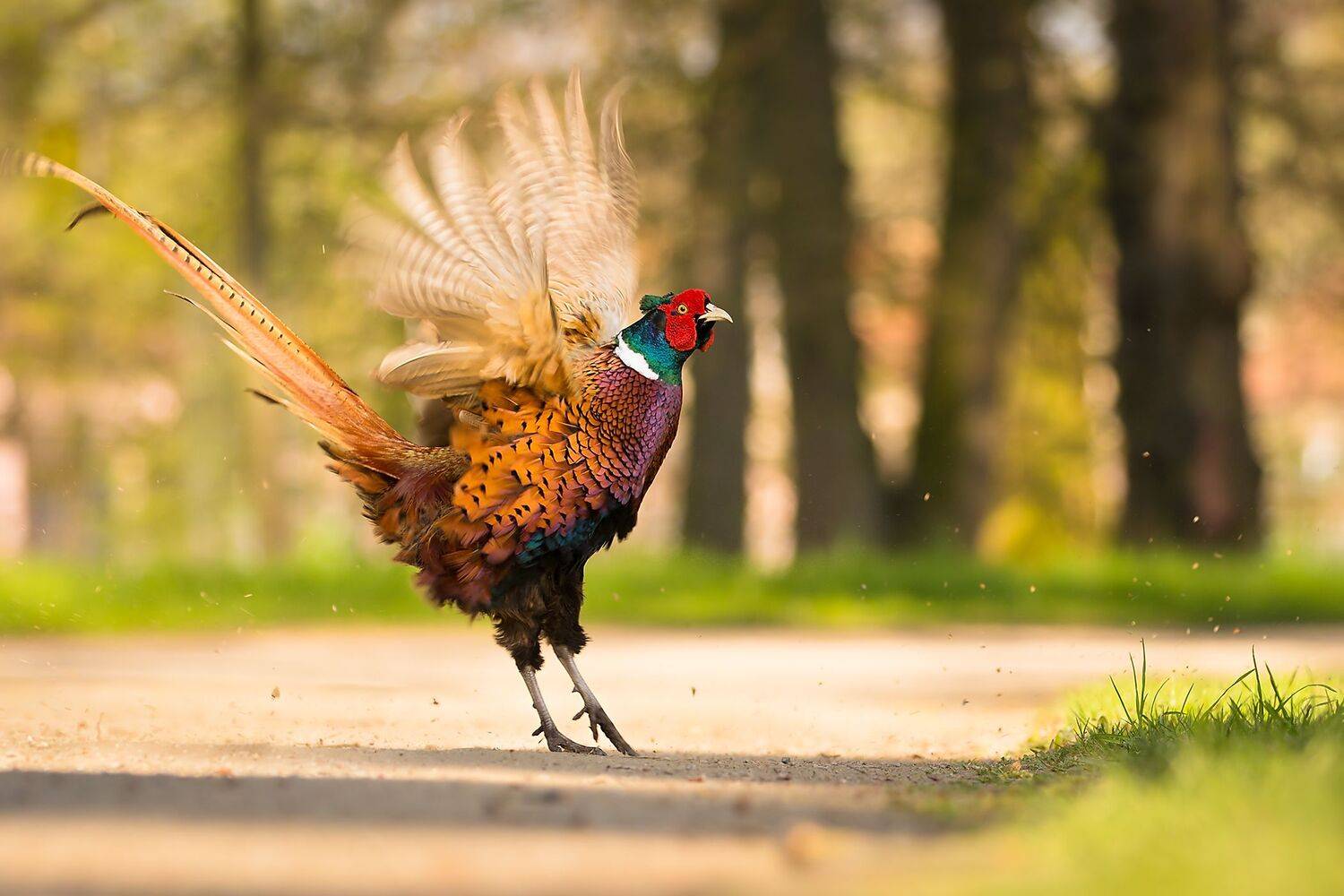 Pheasant. Автор: Robert Adamec , Robert Adamec