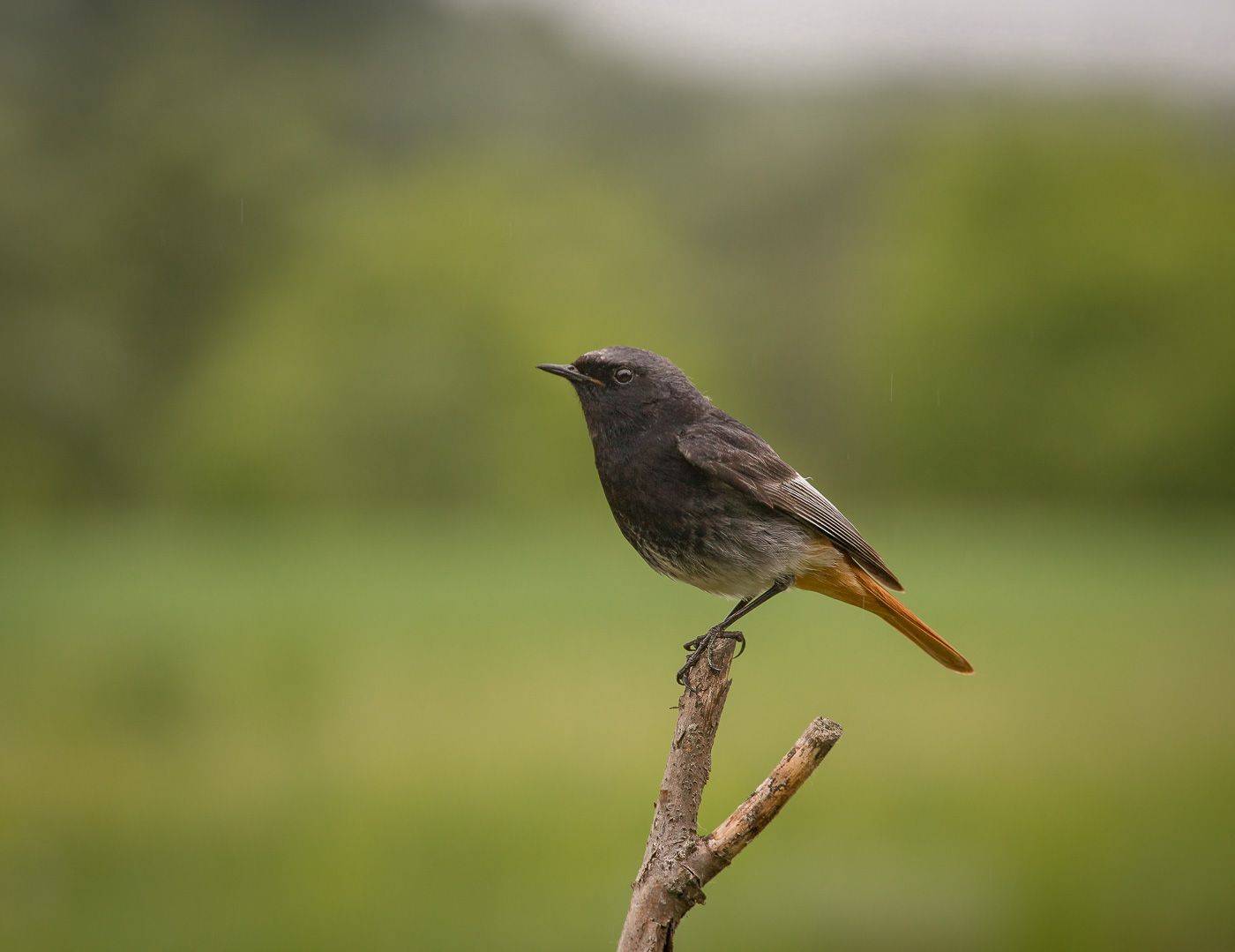 птицы, горихвостка, чернушка, wildlife, birds, лето, black redstart, Алексей Юденков