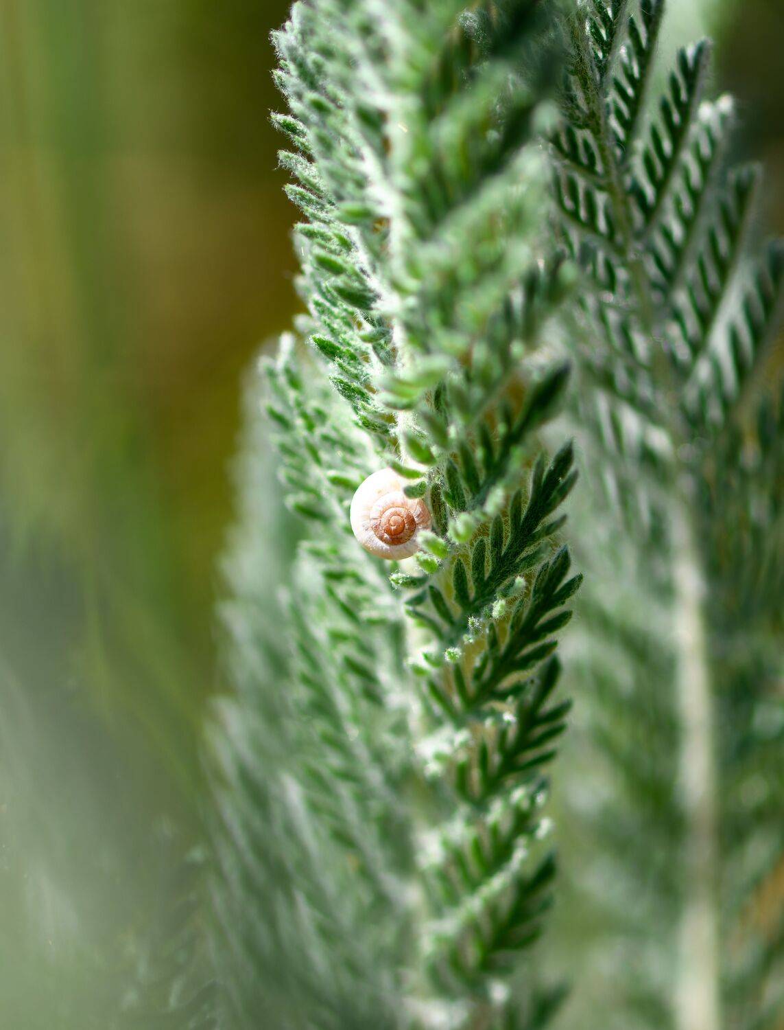 hid, snail, shell,  Mykhailo