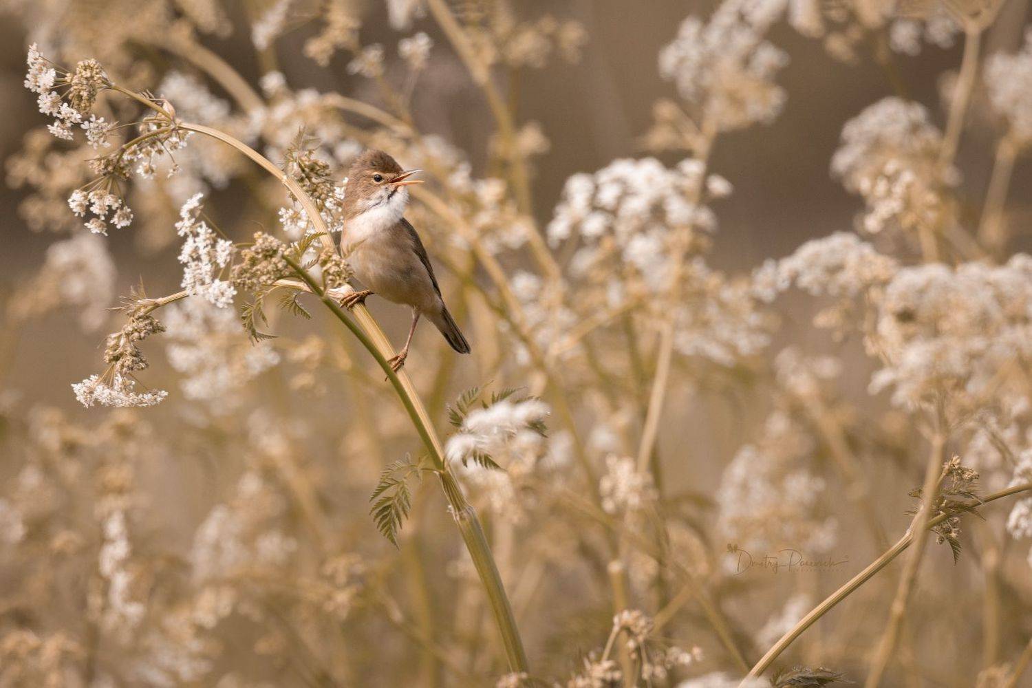 природа, лес, поля, огороды, животные, птицы, макро, Дмитрий Посевич
