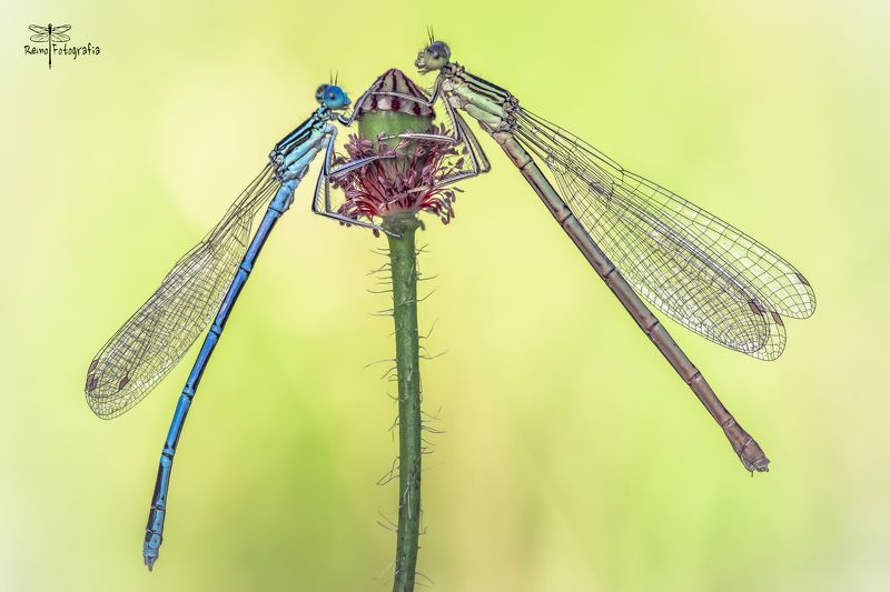 Platycnemis pennipes-Pióronóg zwykły. фото превью