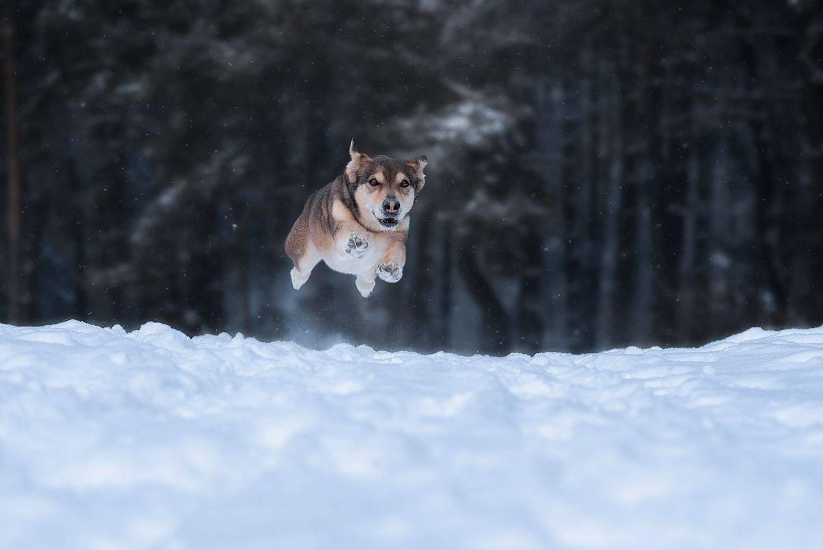 собака, животное, Евгений Крутиков