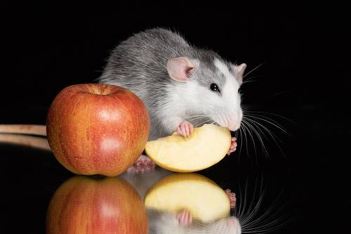 Приятного аппетита