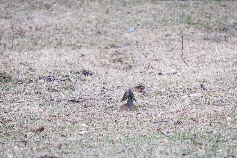 Спор фото превью