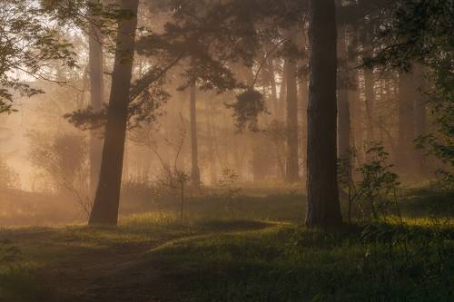 Утро в лесу