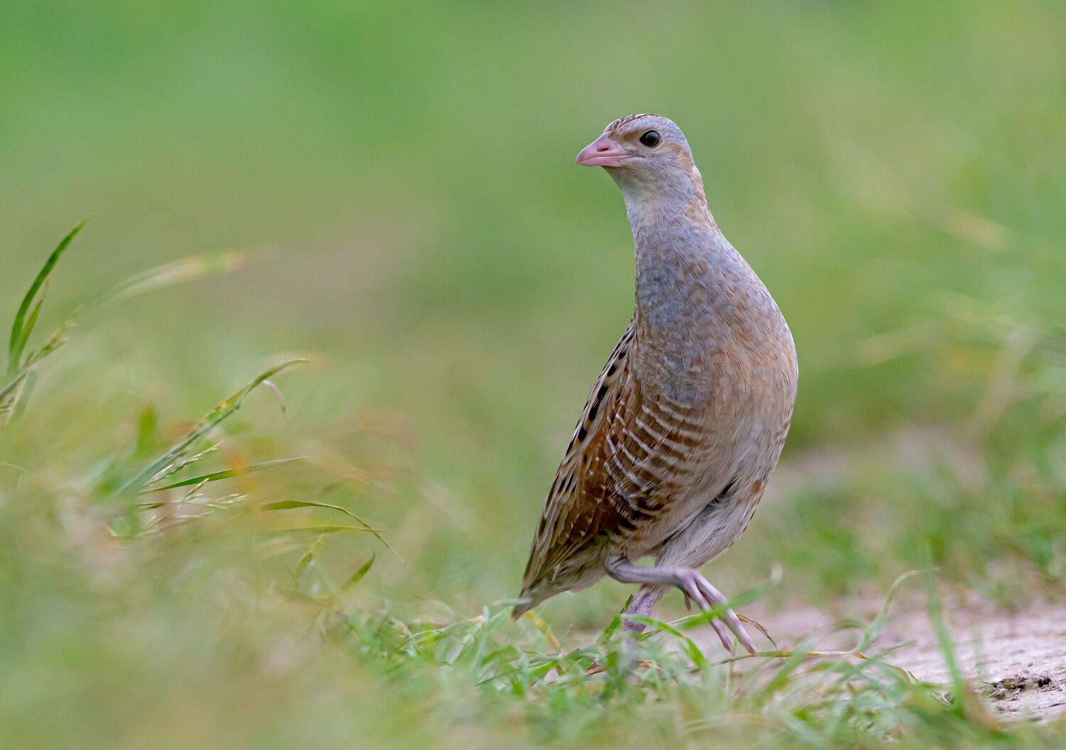 птицы,природа, лето, Андрей Киселёв