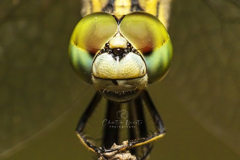macro, insect, yellow, animal, small, beautiful, focus, light, nature, natural, garden, wildlife, dragonfly, eyes Dragonly фото превью