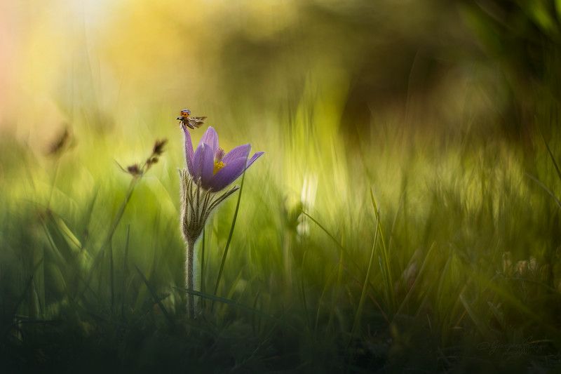 ... фото превью