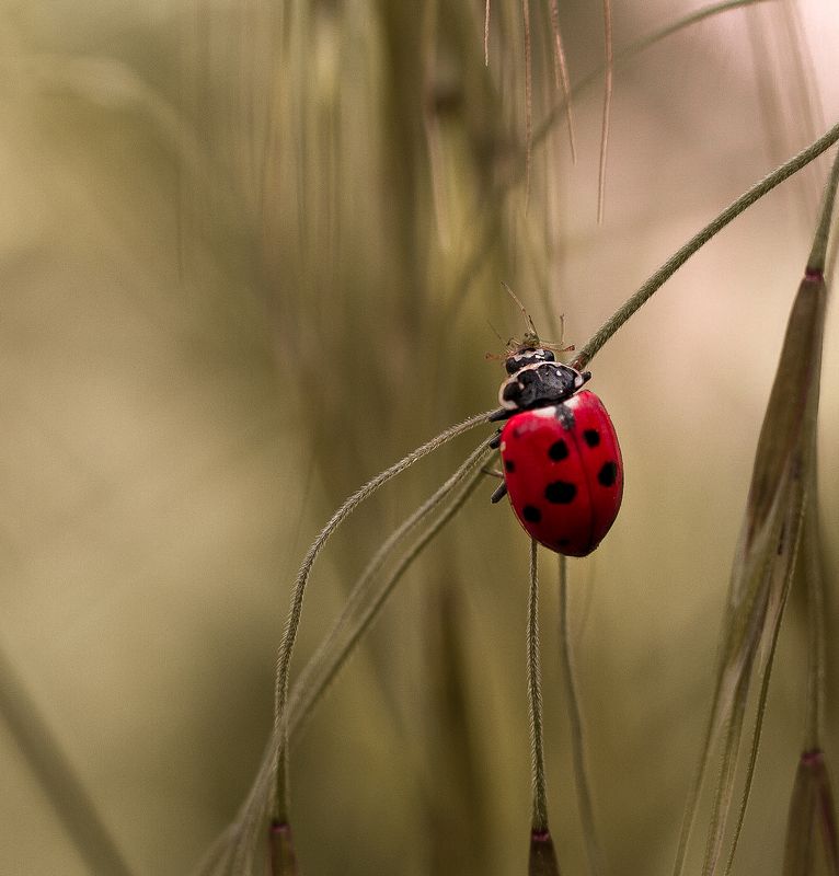 макро, природа, nature, macro, насекомые, insect, ladybug, божьякоровка  фото превью