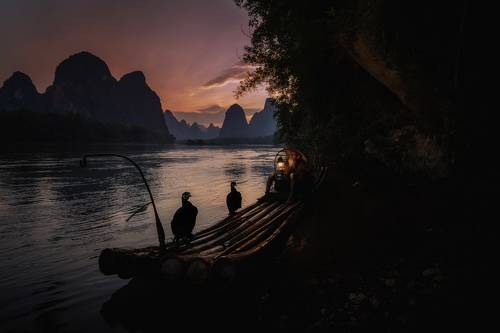 A cormorant fisherman