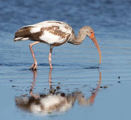 Juvenile White Ibis - Молодой белый Ибис.