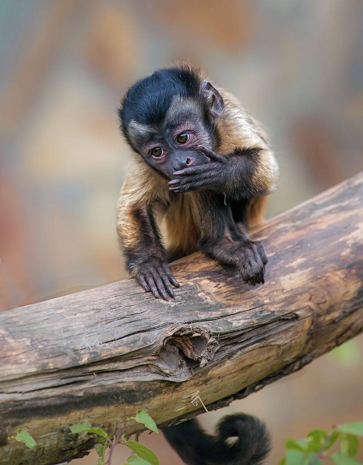 обезьяна, Татьяна Москальчук
