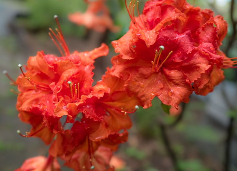 Рододендрон фото превью