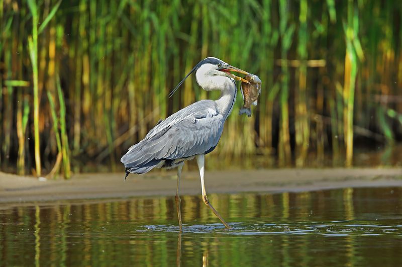 серая цапля. Рыбак. фото превью