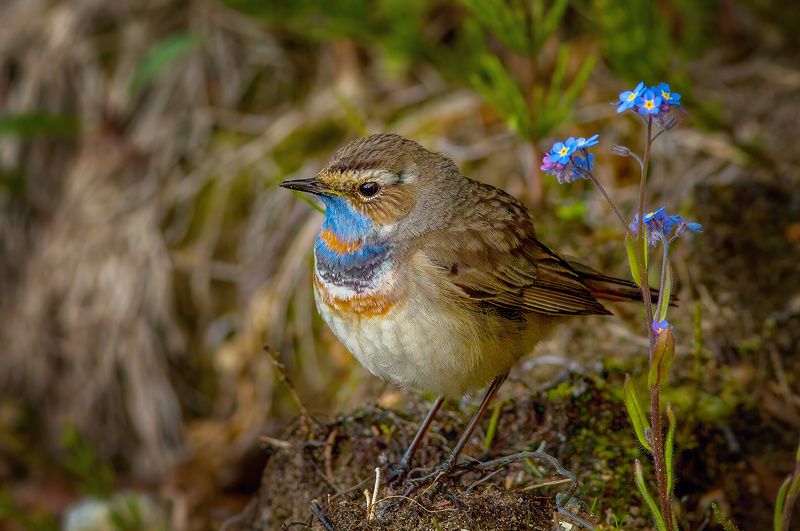 печора,север,птицы,весна,анималистика,варакушка,красота,лес,закат,pechora, north, birds, spring, animalistics,  forest, sunset Варакушка фото превью