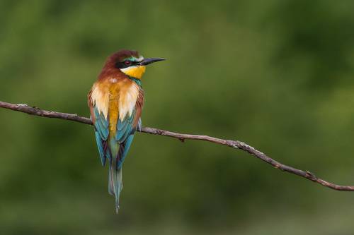 Из жизни щурок