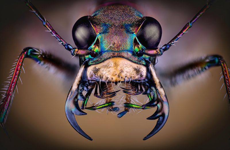 cicindela, hybrida Cicindela hybrida фото превью