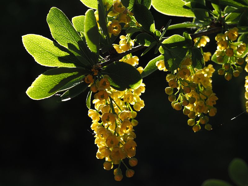 барбарис обыкновенный фото превью
