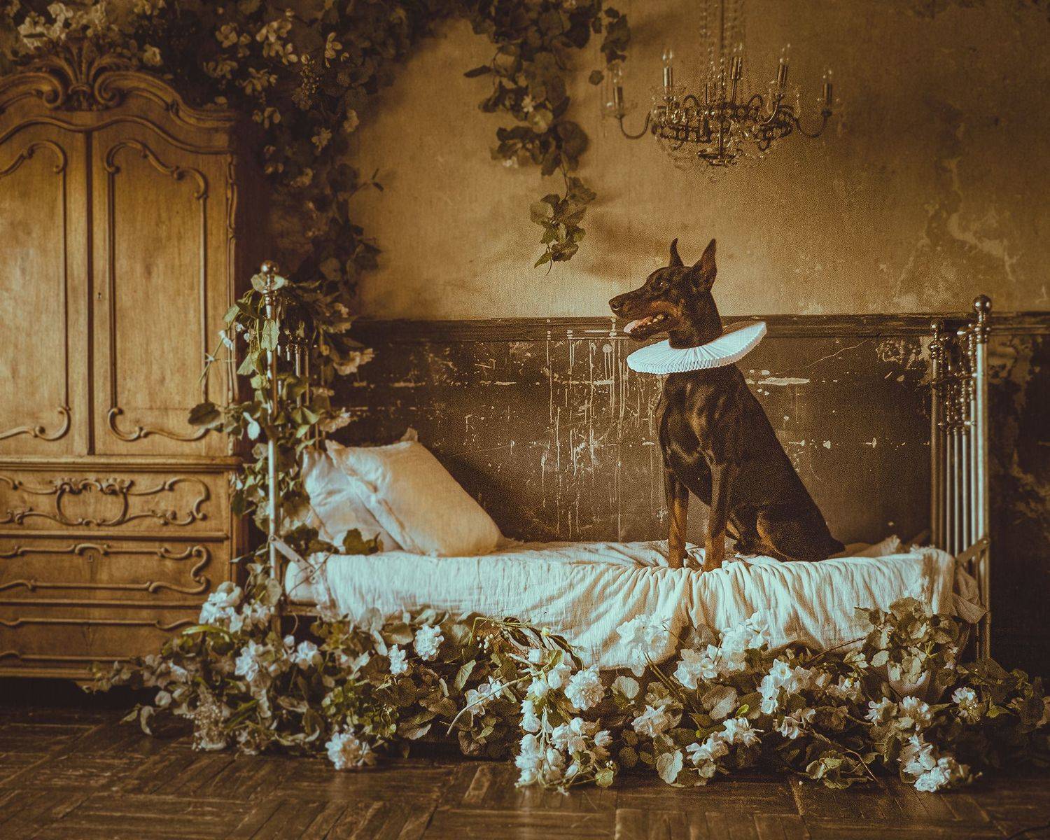 doberman, dog, retro style, portrait of an animal, photo studio, a pet,, Aleksandr Shvedov