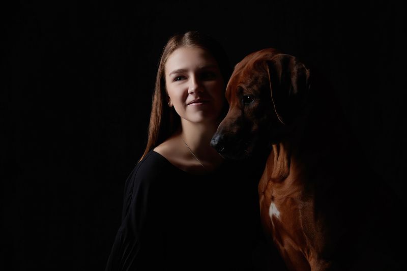 собака, портрет, риджбек *** фото превью