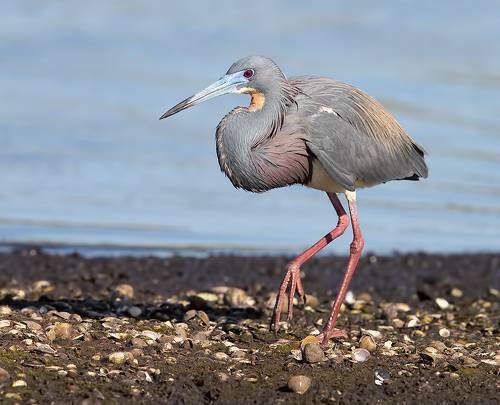 Трёхцветная цапля - Tricolored Heron