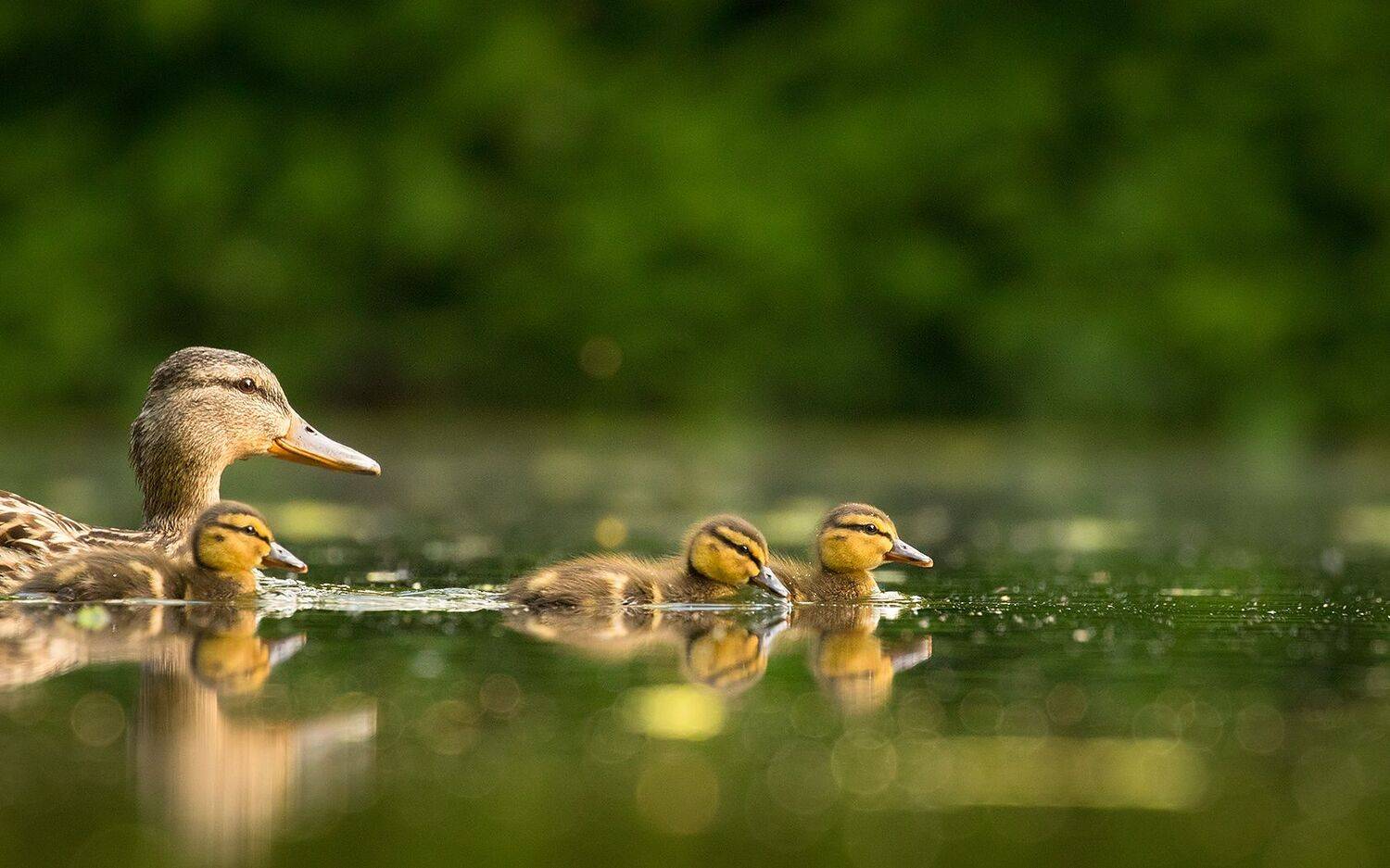 , Robert Adamec