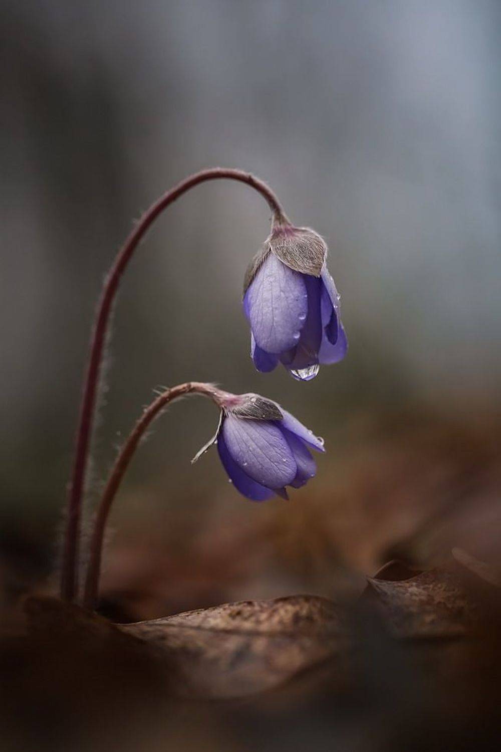 , Вячеслав Мищенко