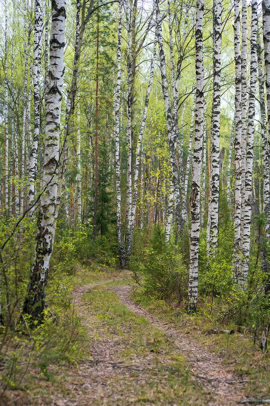 мещёра, рязанская область, березы, весна, березовая роща Майские этюды фото превью