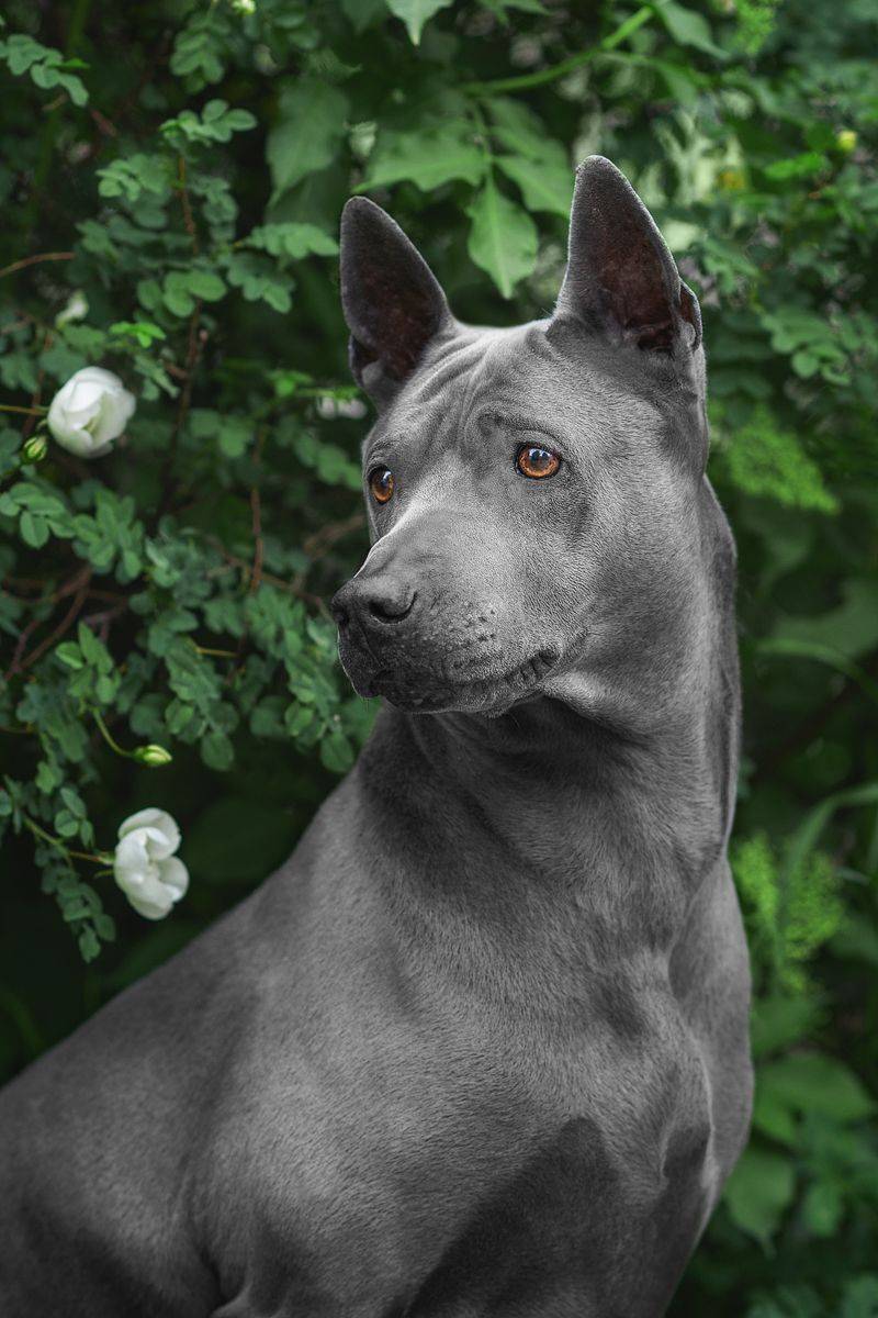 собака, животное, dog, тайский риджбек, Евгений Крутиков