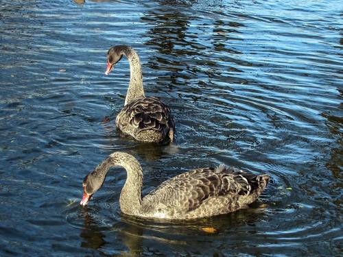 BLACK swans in the blue pond water - a bird, animals in the wild