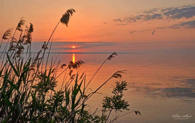 утро, рассвет, восход, небо, облака, дорожка Спокойствие утра фото превью