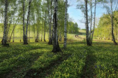 В краю берёзового ситца