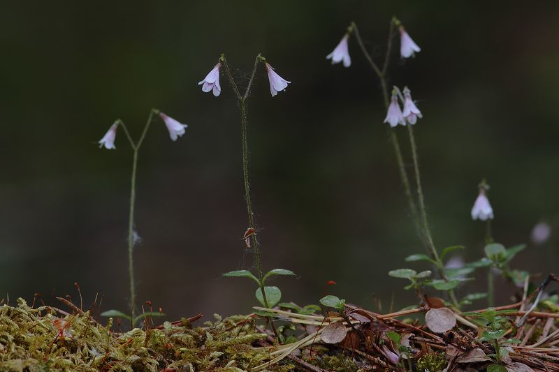 - Линнея, Карл! фото превью
