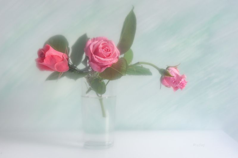 розы Про розы в светлом фото превью