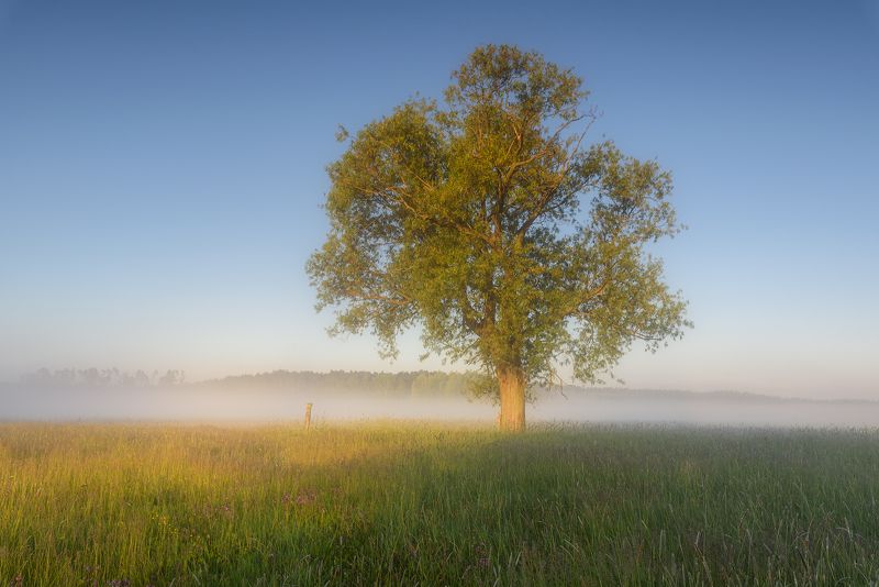 trees, morning  фото превью