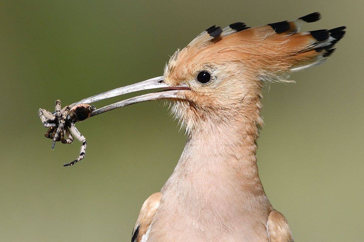 , Вячеслав Ладанов