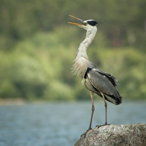 Серая цапля