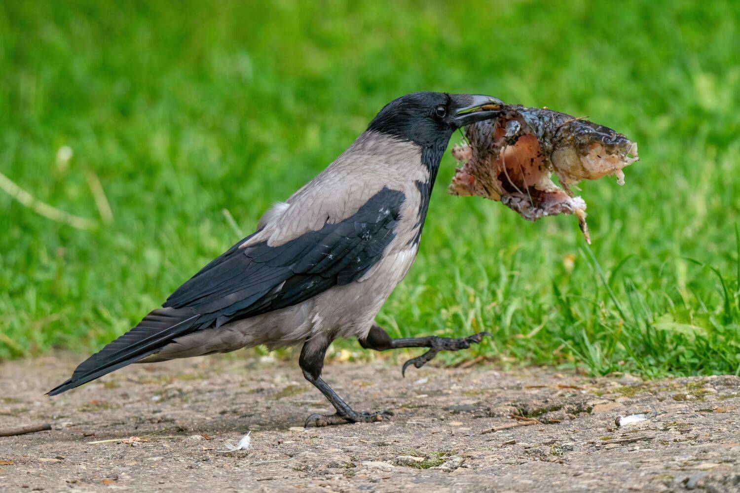 , Константин Дэм