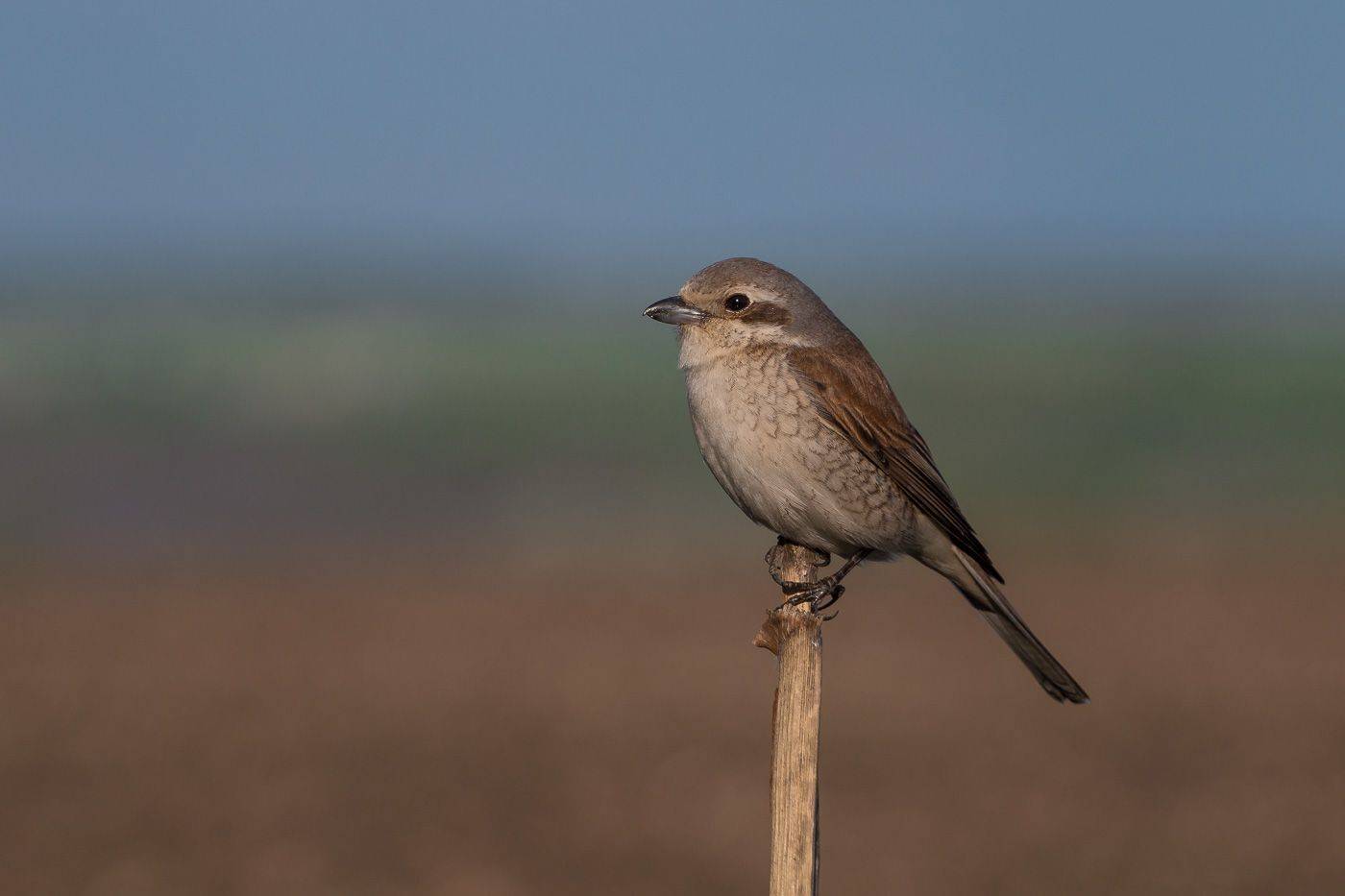 сорокопут, жулан, птицы, лето, birds, wildlife, red-backed shrike, Алексей Юденков