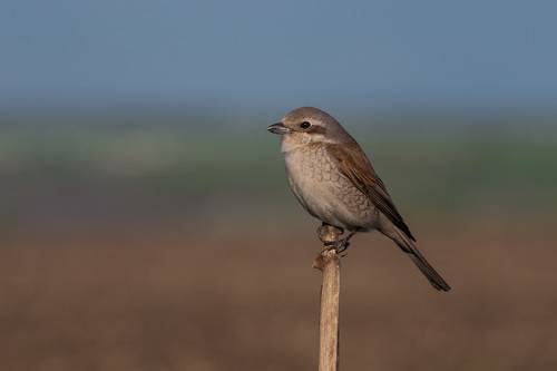 Обыкновенный жулан, самка